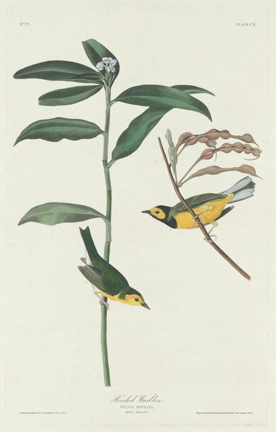 Hettesanger av Robert Havell after John James Audubon