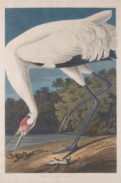 Hooping Crane av Robert Havell after John James Audubon