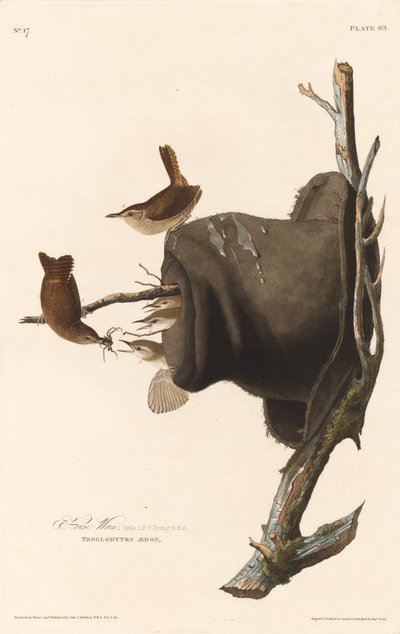 Hus Wren av Robert Havell after John James Audubon