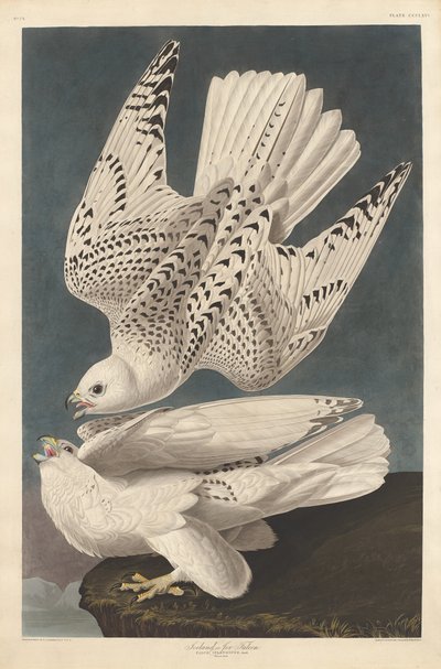 Island eller Jer Falcon av Robert Havell after John James Audubon