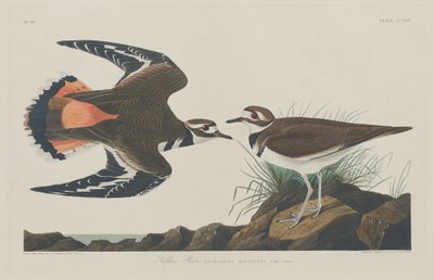 Kildeer av Robert Havell after John James Audubon