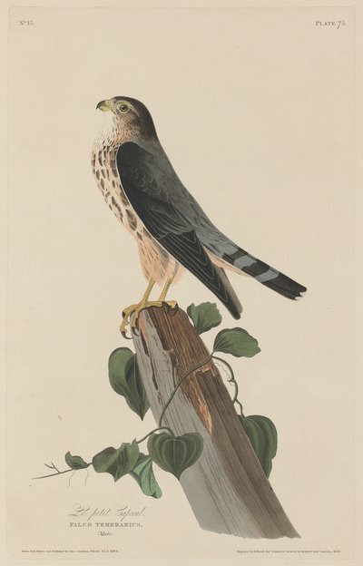 Den lille korporalen av Robert Havell after John James Audubon