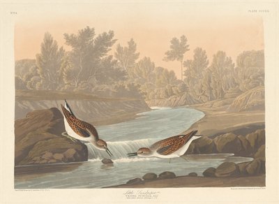 Lille Sandpiper av Robert Havell after John James Audubon