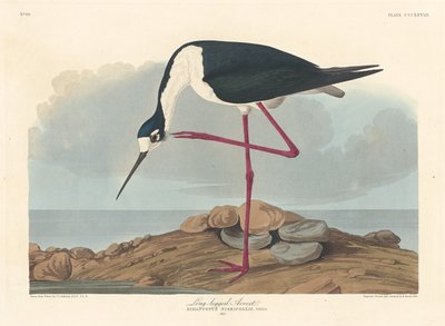 Langbeint Avocet av Robert Havell after John James Audubon