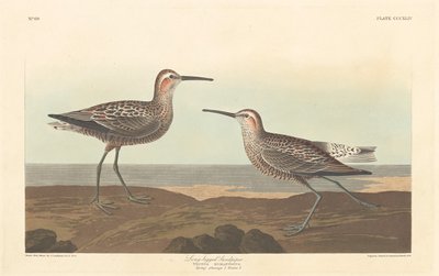 Langbeint Sandpiper av Robert Havell after John James Audubon