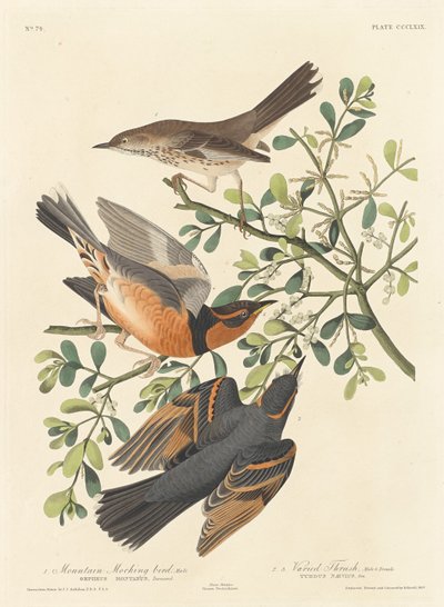 Fjellspottfugl og variert trost av Robert Havell after John James Audubon