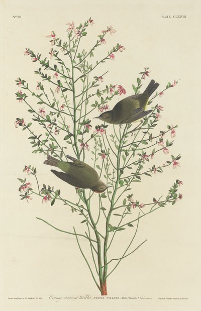 Oransjekronsanger av Robert Havell after John James Audubon