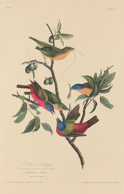 Malt Bunting av Robert Havell after John James Audubon