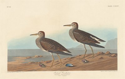 Pectoral Sandpiper av Robert Havell after John James Audubon
