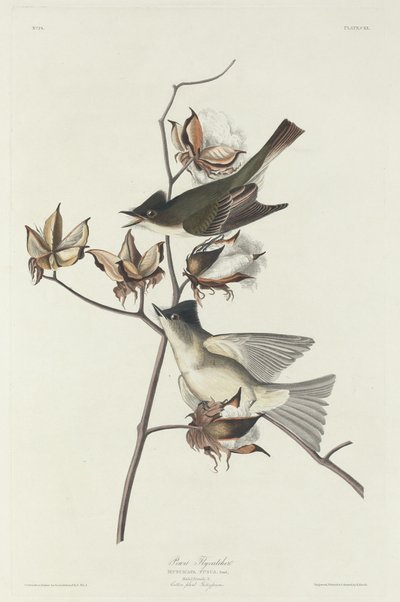 Pewit Fluesnapper av Robert Havell after John James Audubon