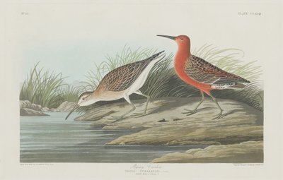 Pigmy Curlew av Robert Havell after John James Audubon