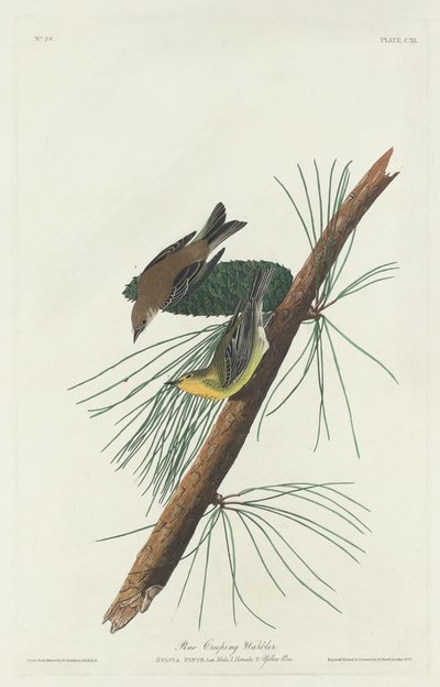 Furukrypsanger av Robert Havell after John James Audubon