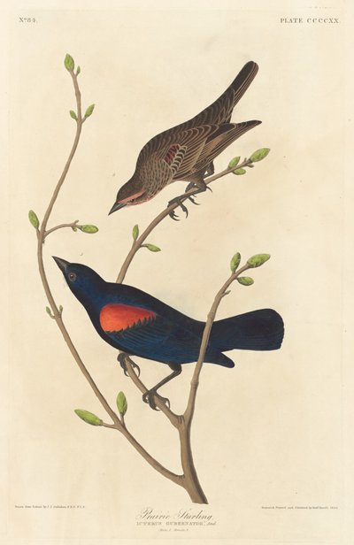Prairie Starling av Robert Havell after John James Audubon