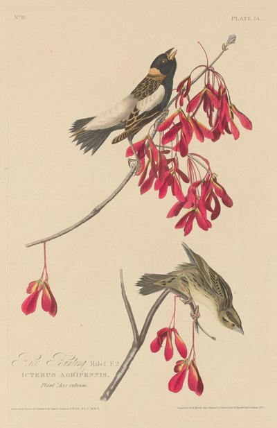 Risspurv av Robert Havell after John James Audubon