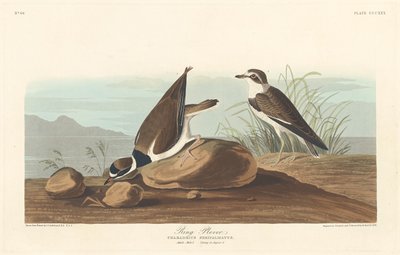 Ringpløver av Robert Havell after John James Audubon