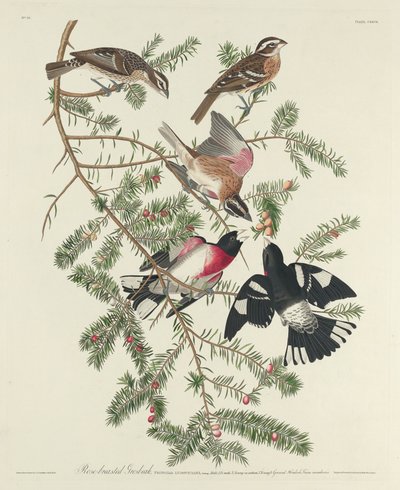 Rose-breasted Grosbeak av Robert Havell after John James Audubon