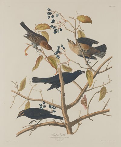 Rusten Grakle av Robert Havell after John James Audubon