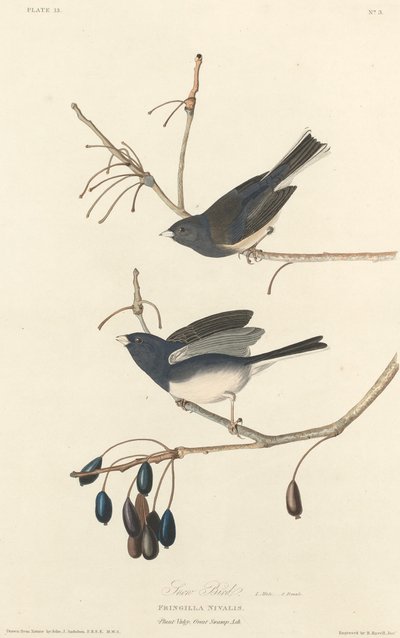 Snøfugl av Robert Havell after John James Audubon