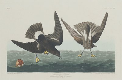 Stormfull petrel av Robert Havell after John James Audubon