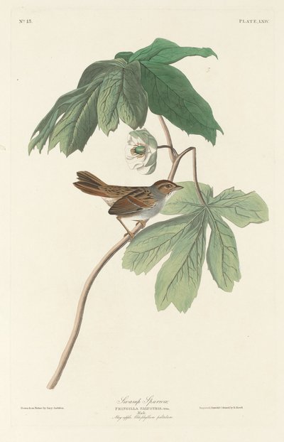 Sumpspurv av Robert Havell after John James Audubon