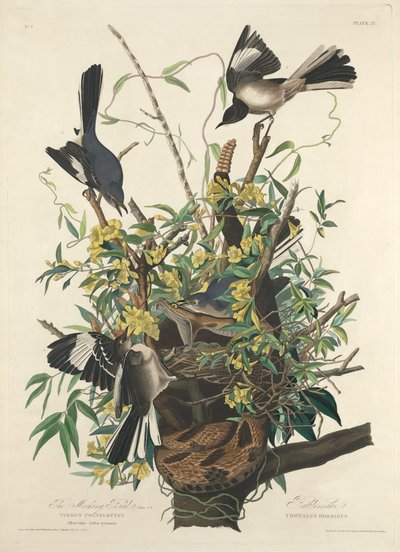 Den spottende fuglen av Robert Havell after John James Audubon