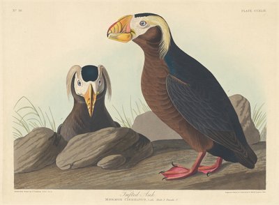 tuftet alkefugl av Robert Havell after John James Audubon