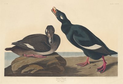 Fløyelsand av Robert Havell after John James Audubon