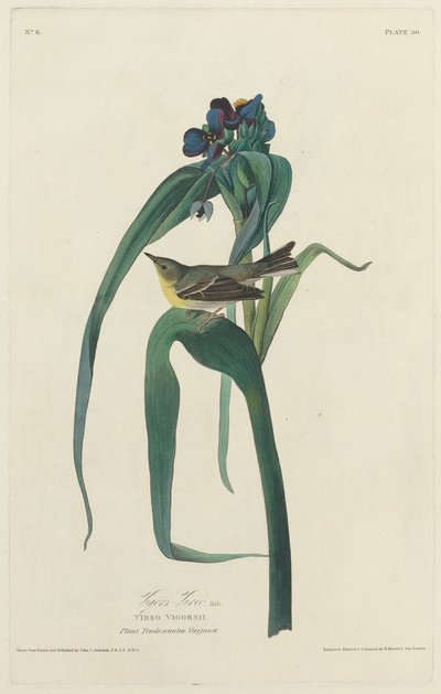 Vigor Vireo av Robert Havell after John James Audubon
