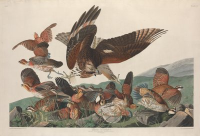Virginian Partridge av Robert Havell after John James Audubon