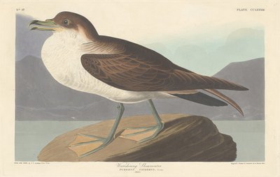 Vandrende Shearwater av Robert Havell after John James Audubon