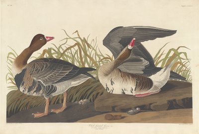 Hvitblissgås av Robert Havell after John James Audubon