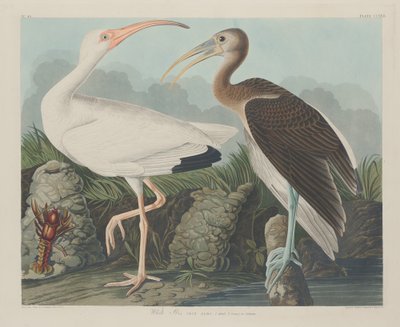 Hvit Ibis av Robert Havell after John James Audubon