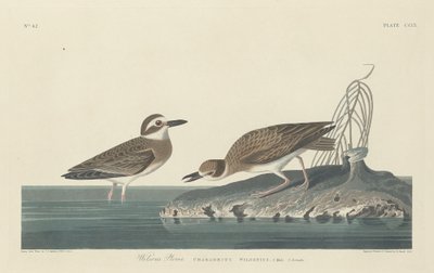 Wilsons Plover av Robert Havell after John James Audubon