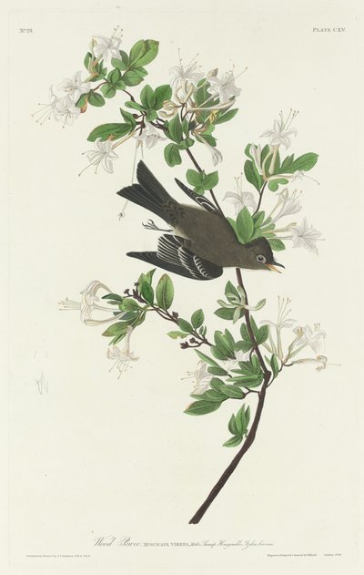 Wood Pewee av Robert Havell after John James Audubon