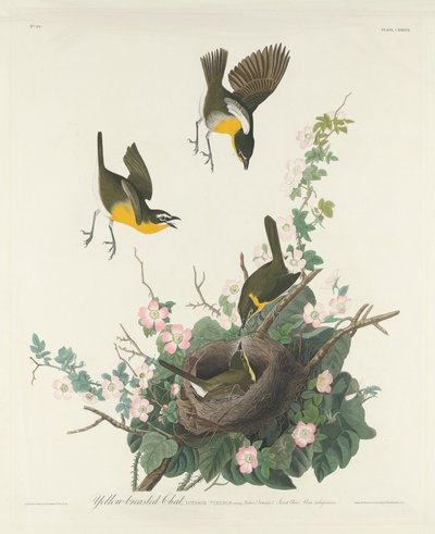 Gulbrystet Chat av Robert Havell after John James Audubon