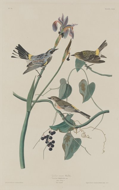 Gulkronsanger av Robert Havell after John James Audubon