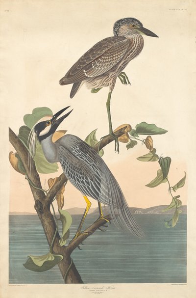 Gulkronet hegre av Robert Havell after John James Audubon