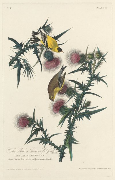 Yellow Bird or American Goldfinch   1250450   no       norwegian Successfully Translated  Original: Chobham Common, 1911, 1914 Translat: 