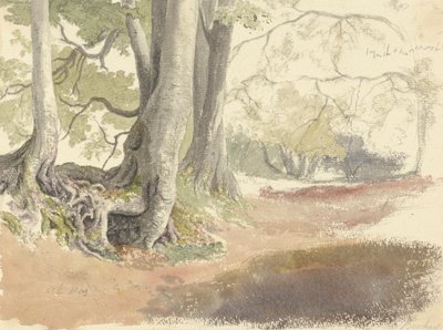 Bøketrær av Robert Hills