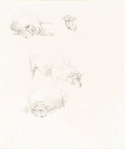 Studier av sau av Robert Hills