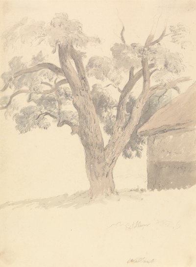 Valnøtttre av Robert Hills