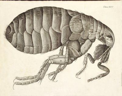 Tverrsnitt av en loppe fra Micrographia, pub. 1665 av Robert Hooke