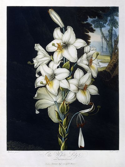 Den hvite liljen av Robert John (after) Thornton