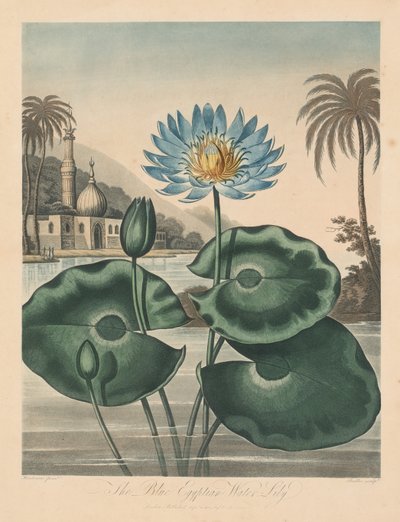 The Temple of Flora, eller Garden of Nature: Blue Egyptian Waterlily av Robert John Thornton