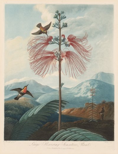 The Temple of Flora, or Garden of Nature: Large Flowering Sensitive Plant, 1799-1807. av Robert John Thornton