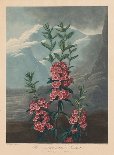 The Temple of Flora, eller Garden of Nature: The Narrow-leaved Kalmia, Mountain Laurel av Robert John Thornton