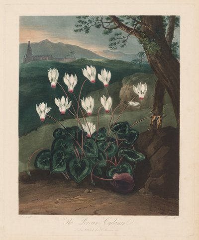 The Temple of Flora, or Garden of Nature: The Persian Cyclamen, 1799-1807. av Robert John Thornton