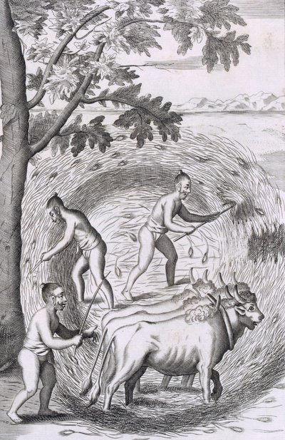 Måten å tråkke ut risen deres, fra An Historical Relation of the Island Ceylon, pub. 1681 gravering av Robert Knox