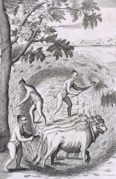 Måten å tråkke ut risen deres, pub. 1681. av Robert Knox