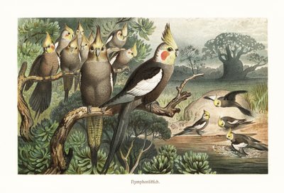 Flok av kakatier, Nymphicus hollandicus, ved et vannhull. 1882 (kromolitografi) av Robert Kretschmer